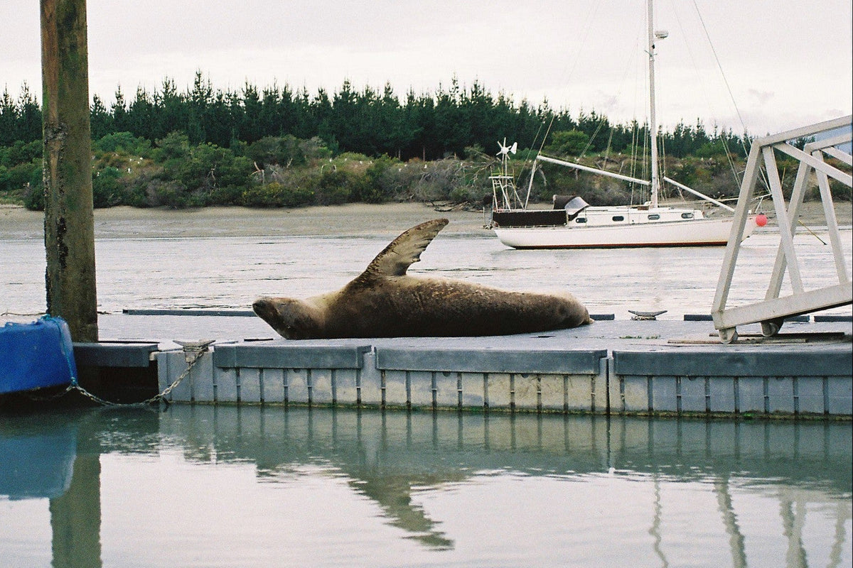 A Leopard Seal Named Flora