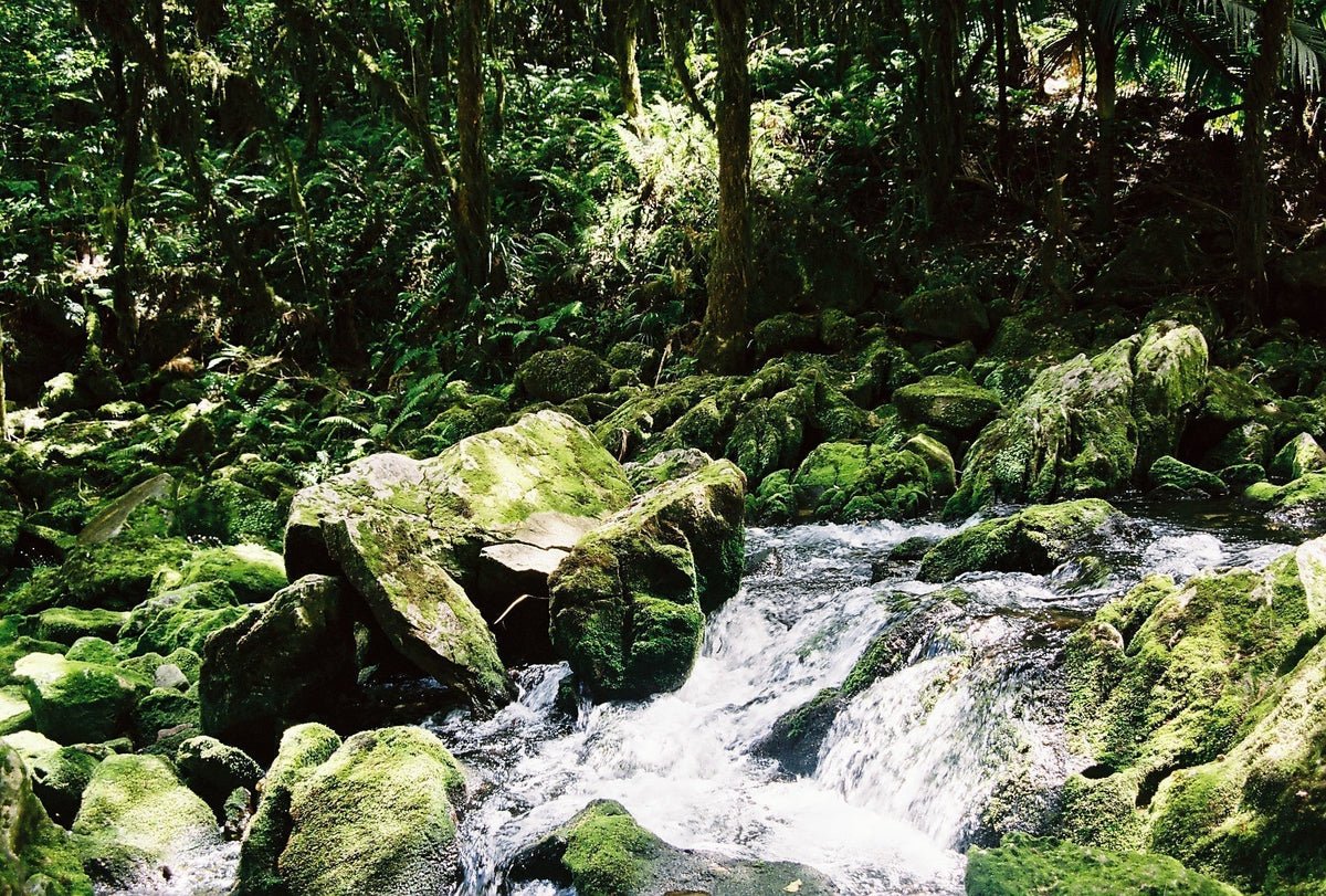 The Riuwaka Resurgence